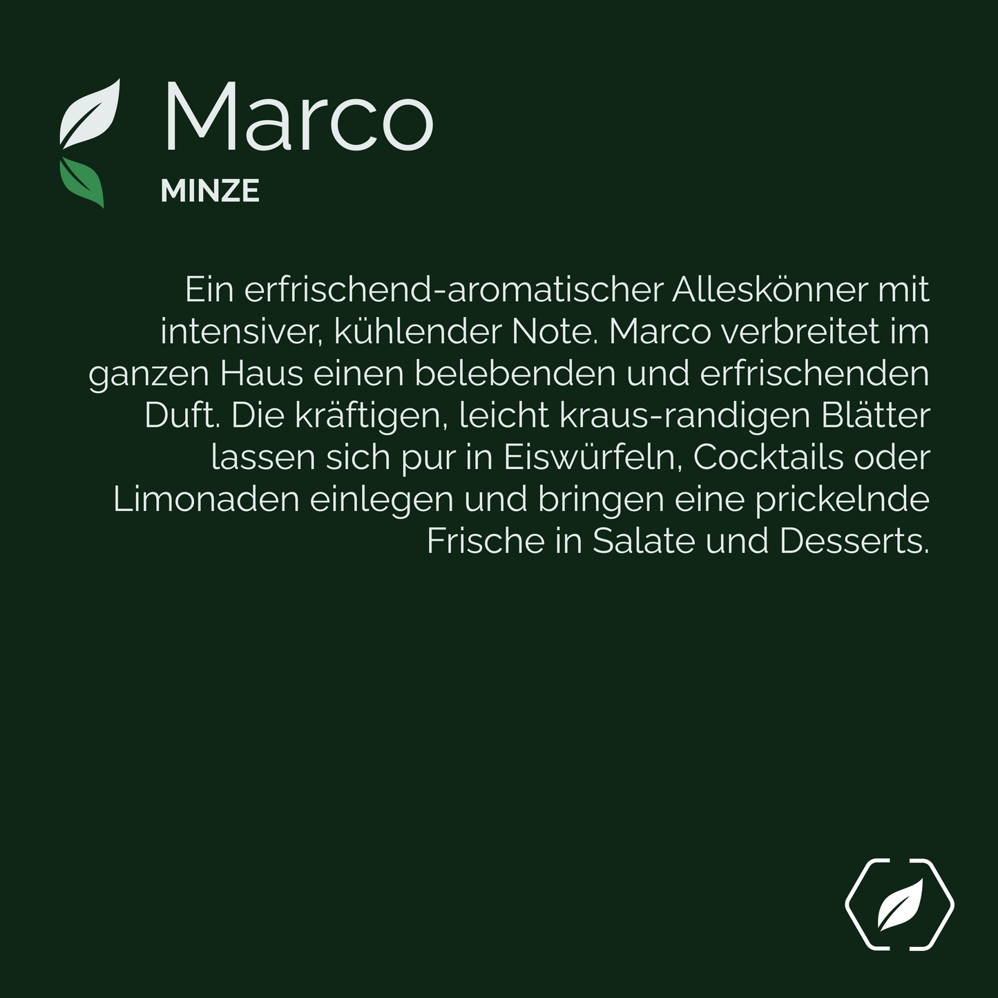 "Marco" - Minze
