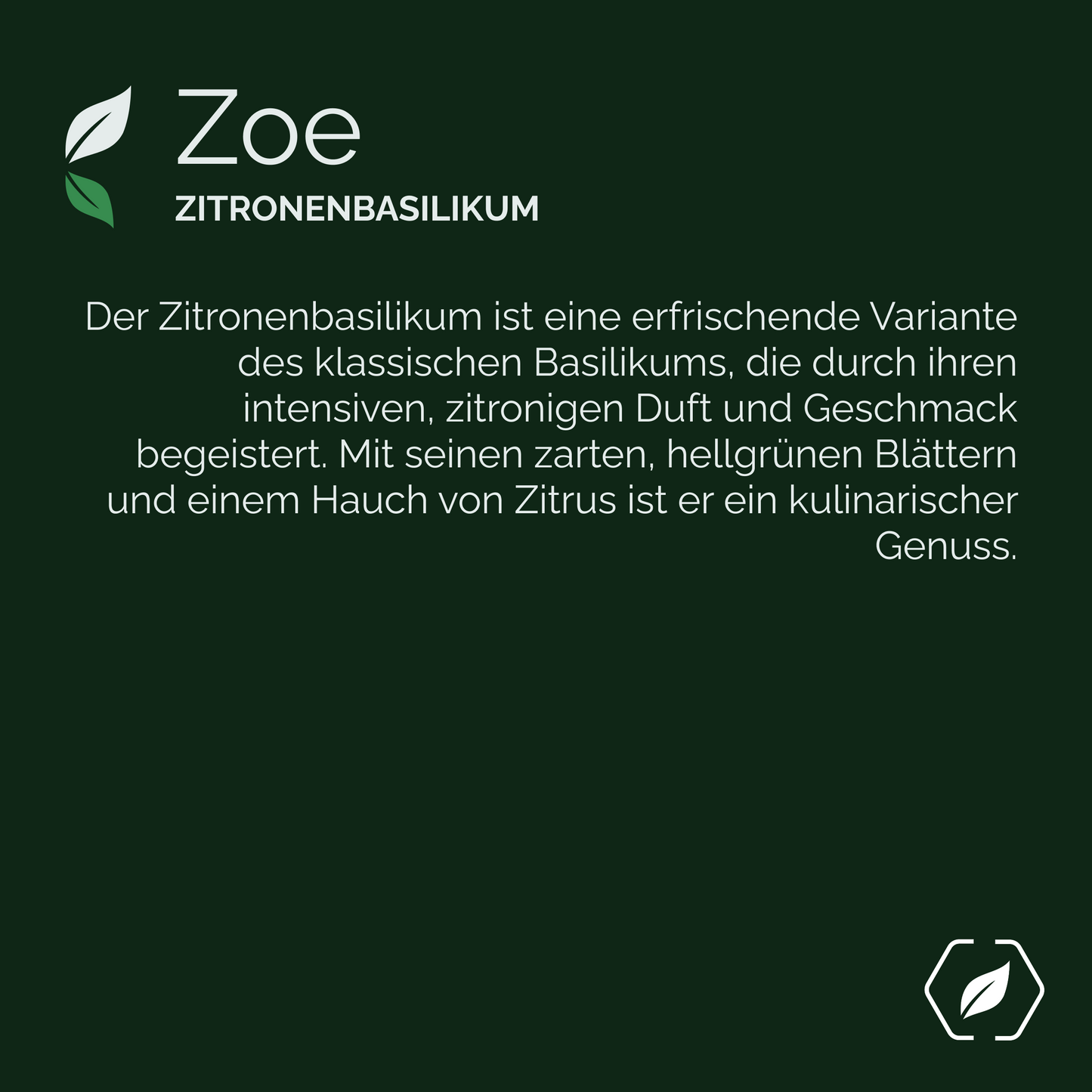 "Zoe" - Zitronenbasilikum