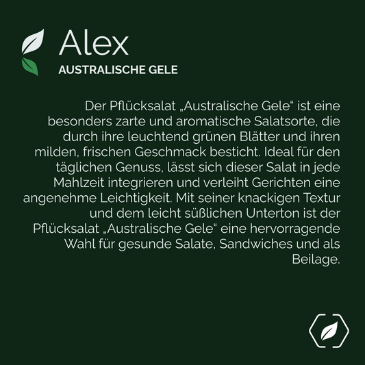 "Alex" - Pfücksalat