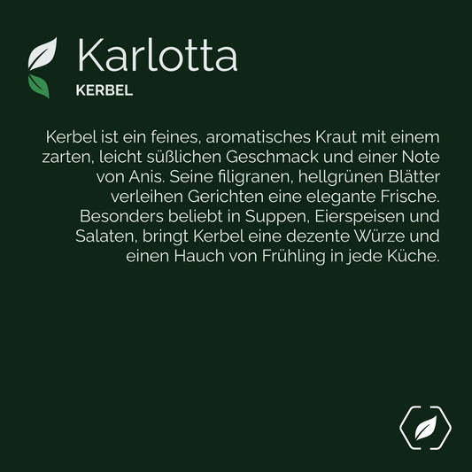 "Karlotta" - Kerbel
