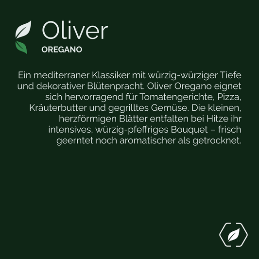 "Oliver" - Oregano