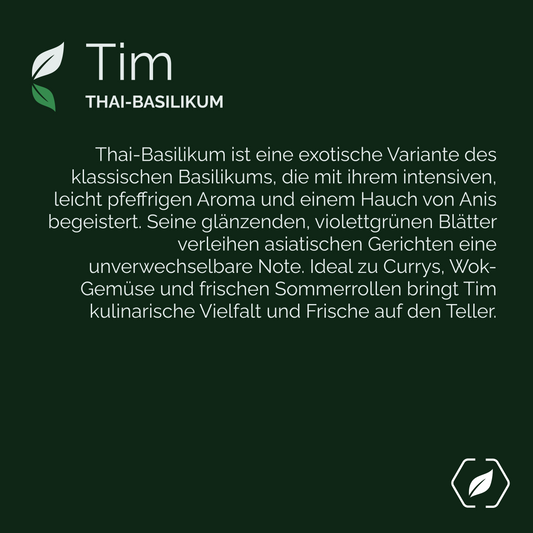 "Tim" - Thai-Basilikum