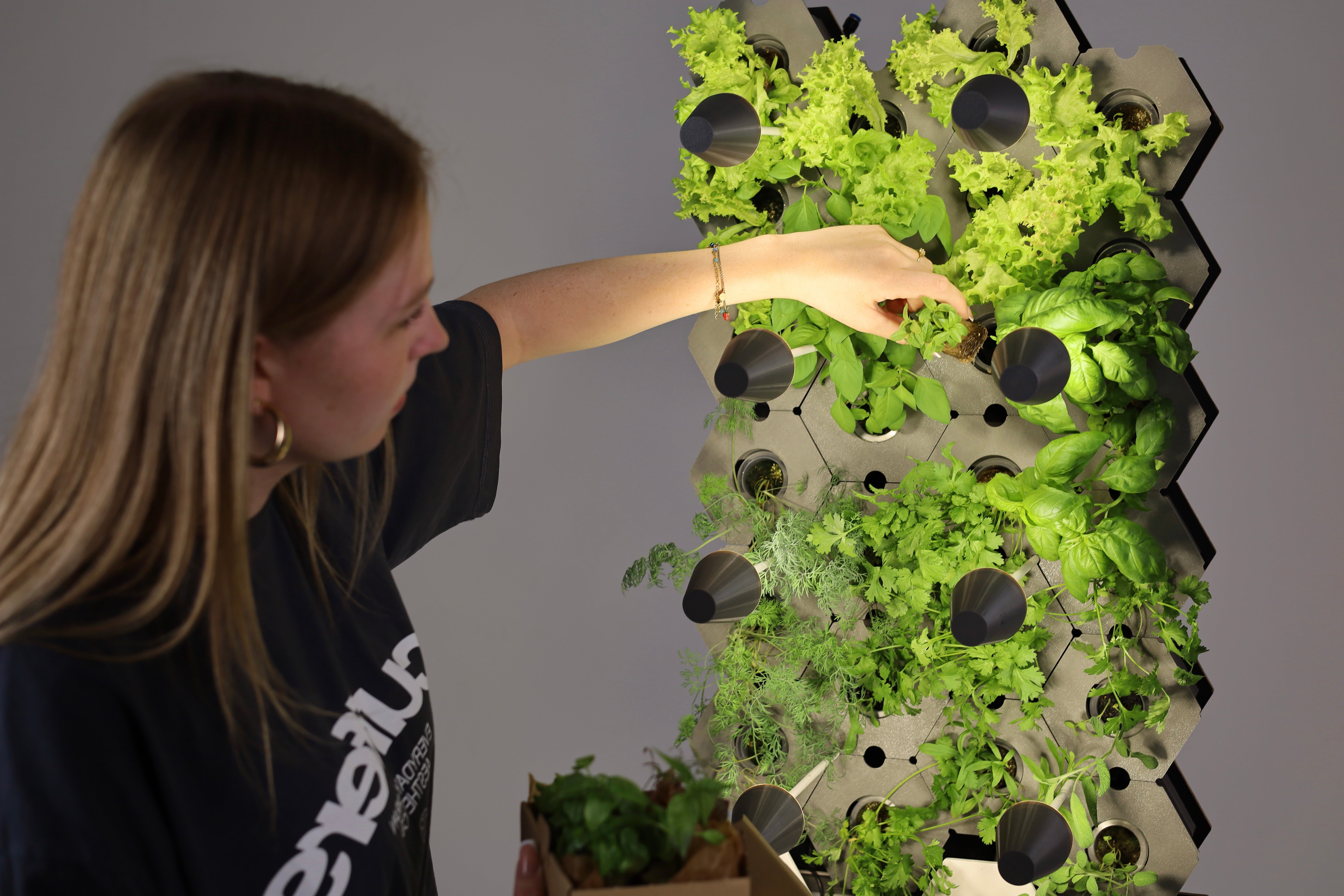 Eine Frau setzt Pflanzen in die CompactGreens Wall ein
