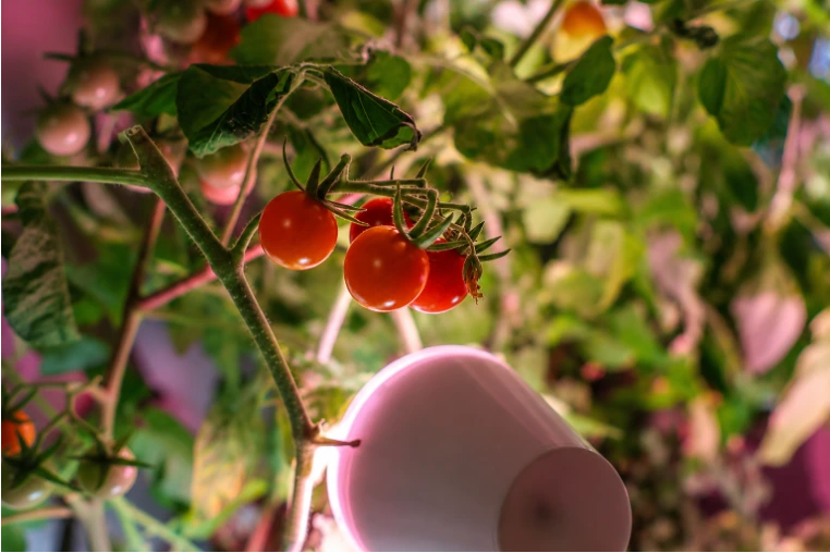 Reife Tomaten wachsen an der Wall